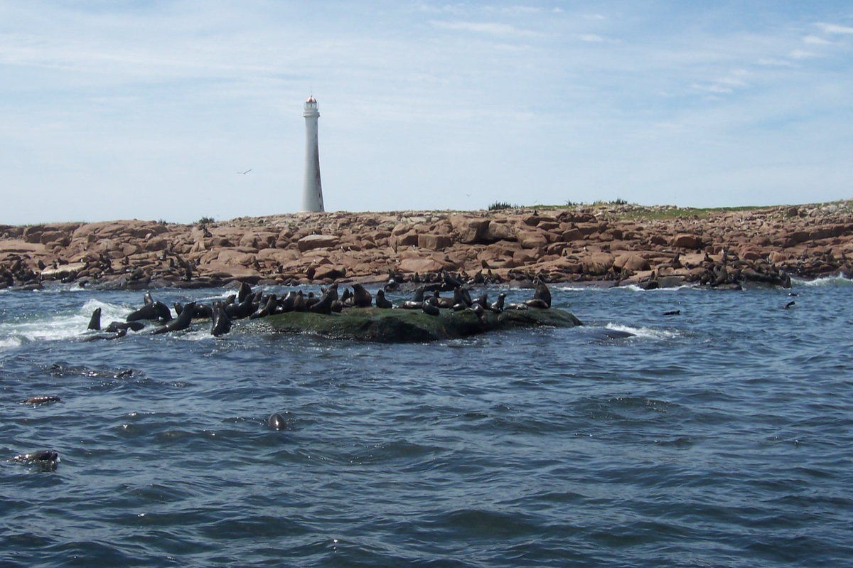 La Isla de Lobos vista desde el mar, con animales sobre las rocas y el faro blanco al fondo