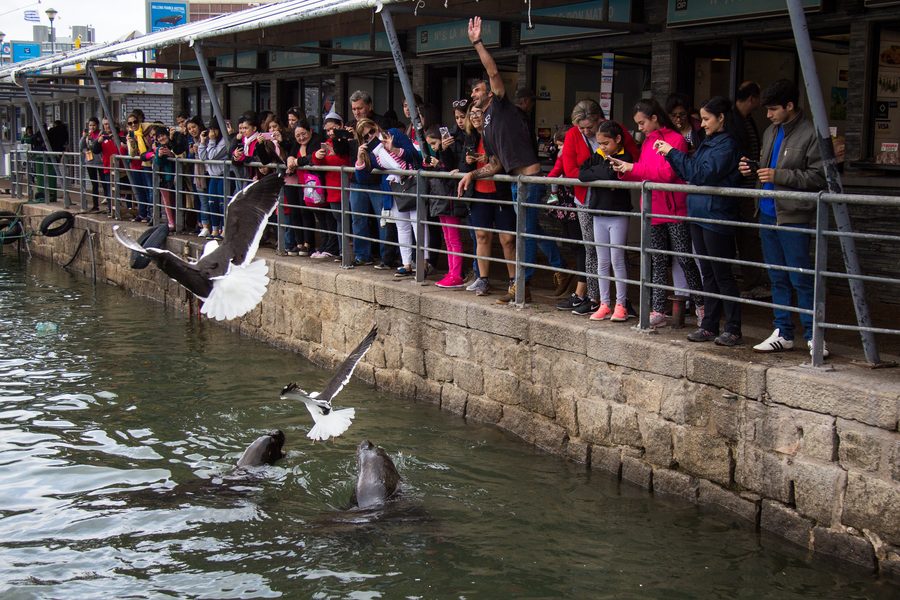 Gente asomada a la baranda del puerto mirando a los lobos marinos y las gaviotas en el agua