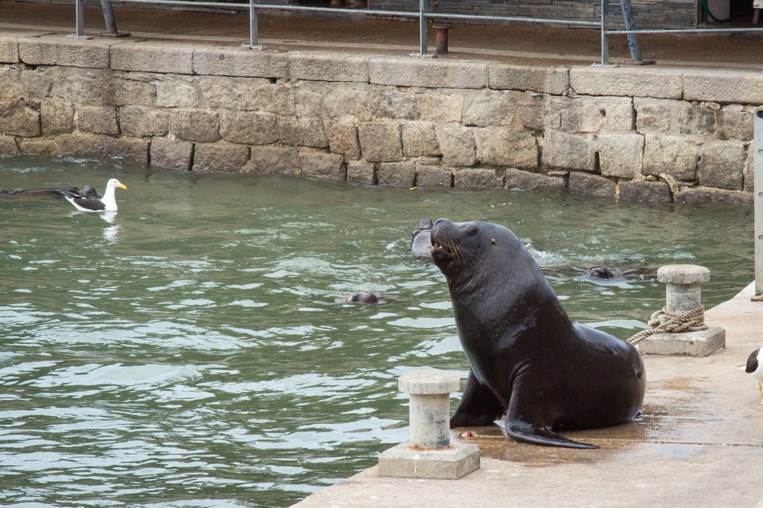Un león marino sentado sobre el muelle del puerto de Punta del Este, con una gaviota al lado
